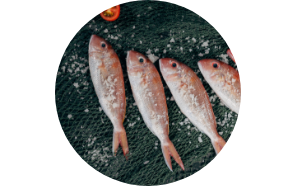 Pescado fresco