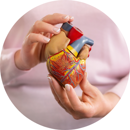 modelo de corazón