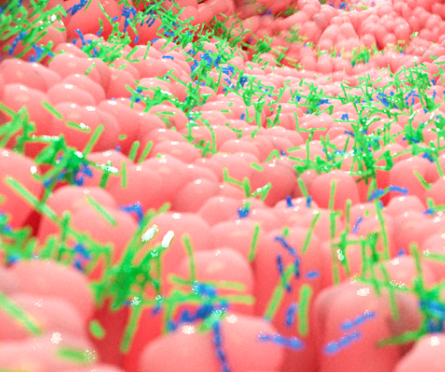 intestino