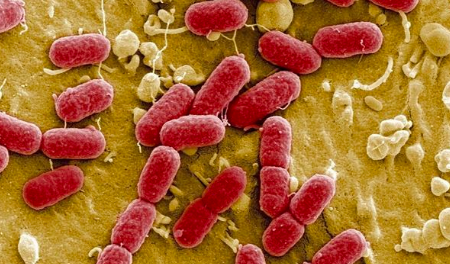 bacterias