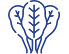 espinacas