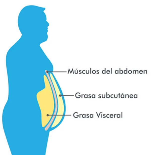 Diagrama Grasa subcutánea y Grasa Visceral